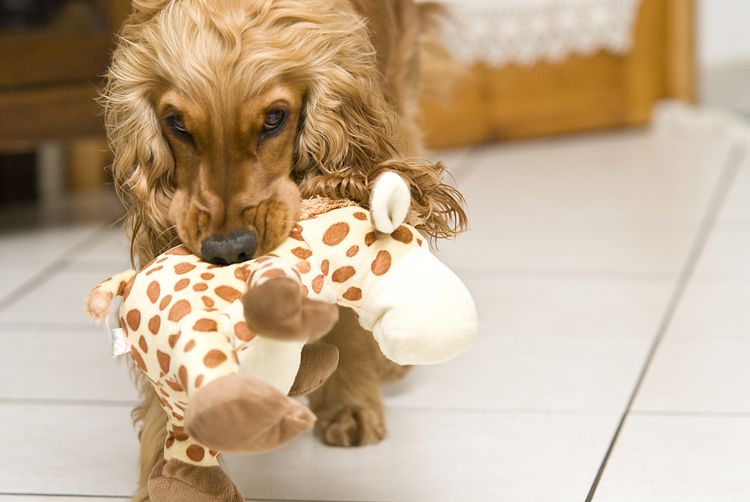 Spaniel con un peluche en la boca