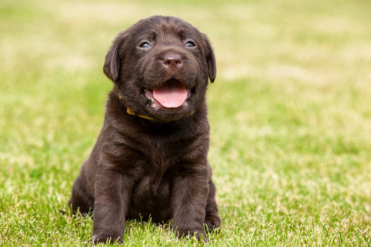 Cachorro