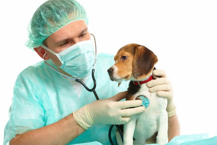 El perro en el veterinario