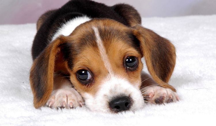 Cachorro triste