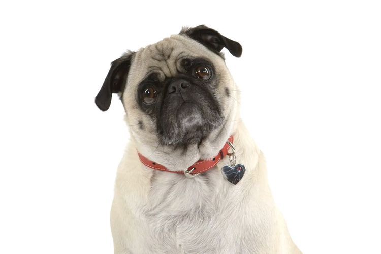 Pug