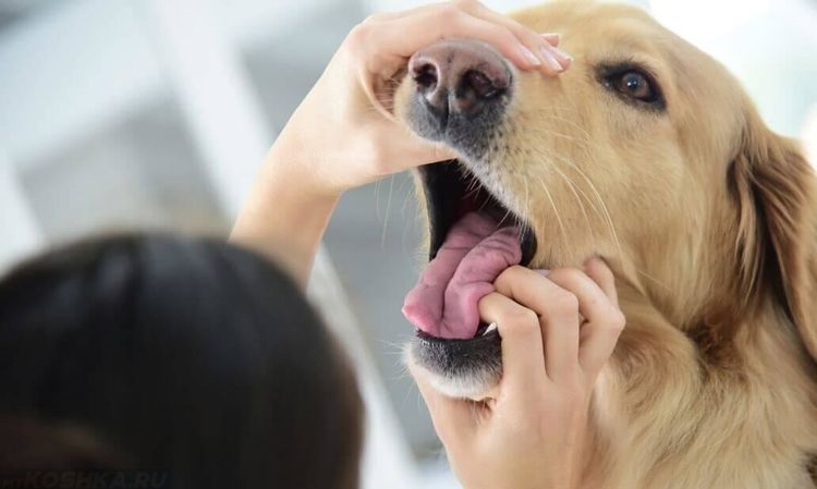 Examen de la cavidad oral del perro