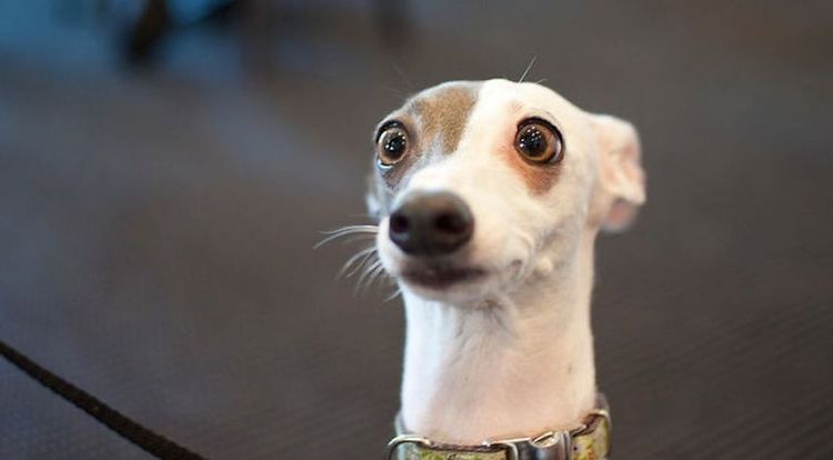 Perro sorprendido