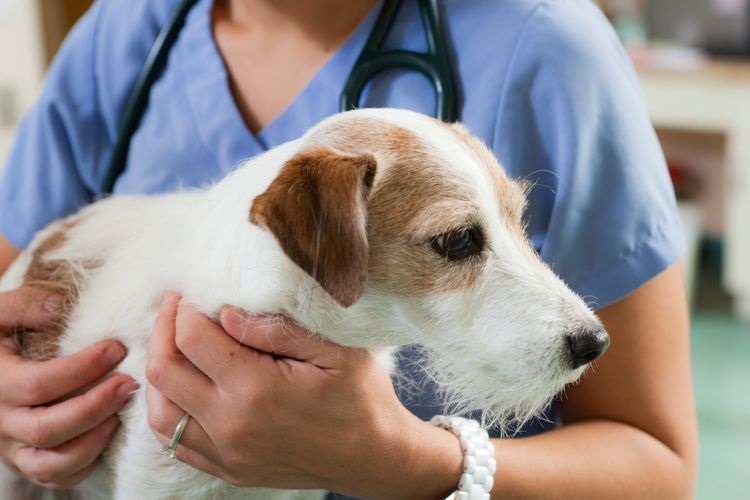 El perro en la consulta del veterinario