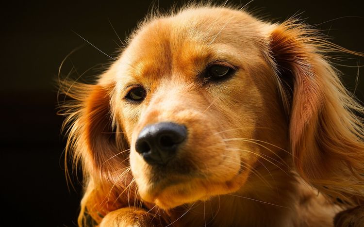 Perro Rojo