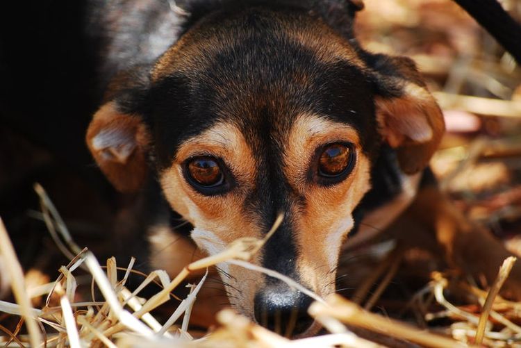 El perro con ojos tristes