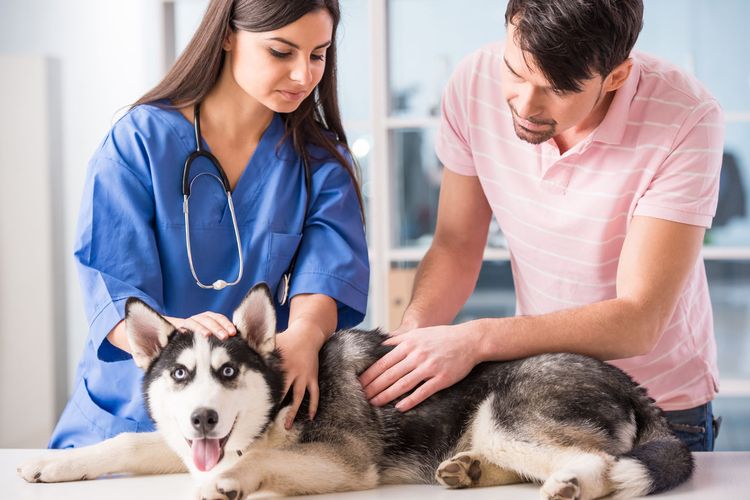 El veterinario examina a un husky.