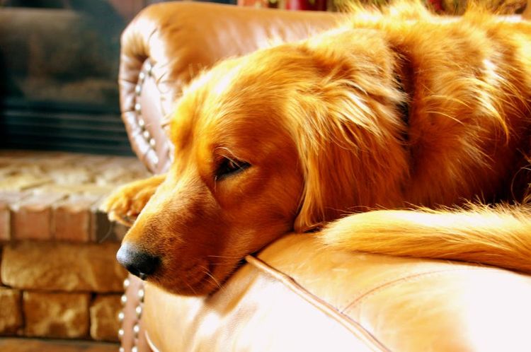 El perro está tumbado en el sofá