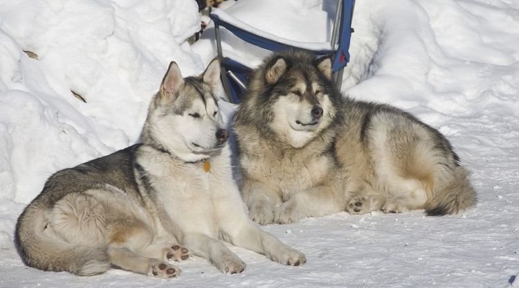 Malamute de Alaska