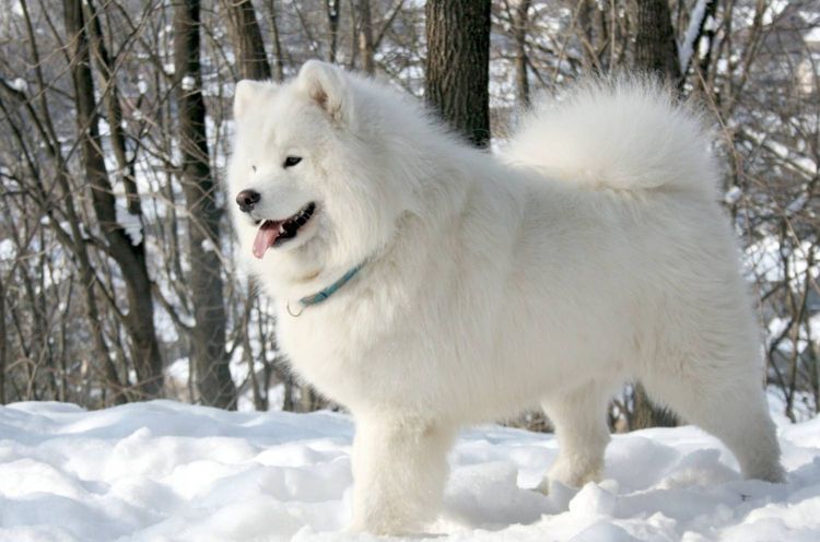 Samoyedo