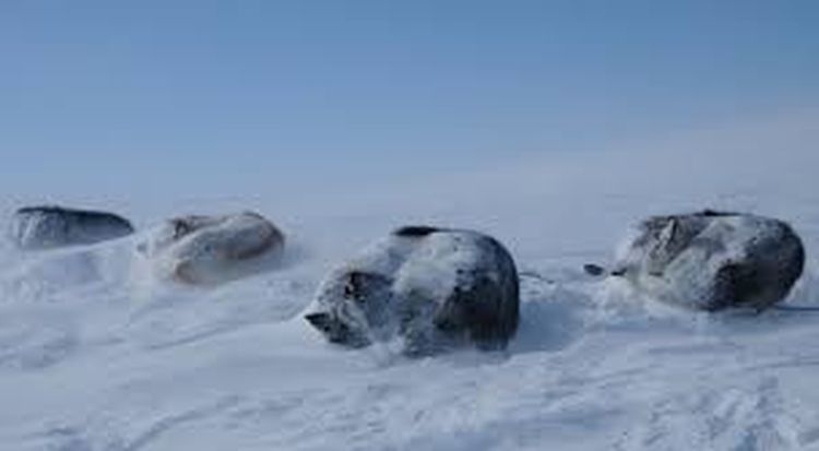 Perro de trineo de Chukotka