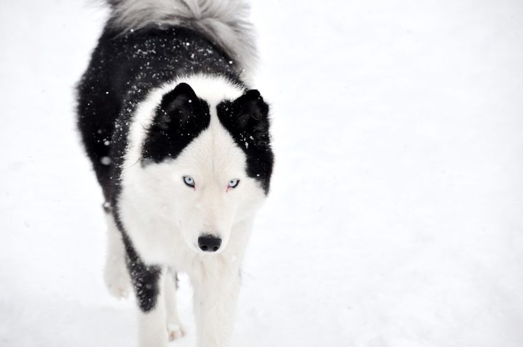 Laika de Yakutia