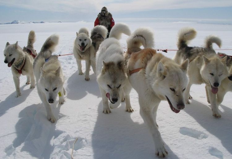 Perro de trineo de Groenlandia