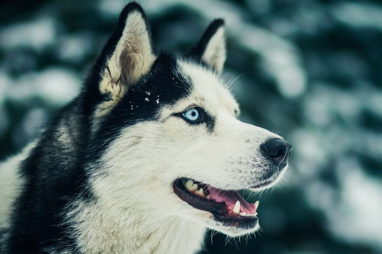 Husky