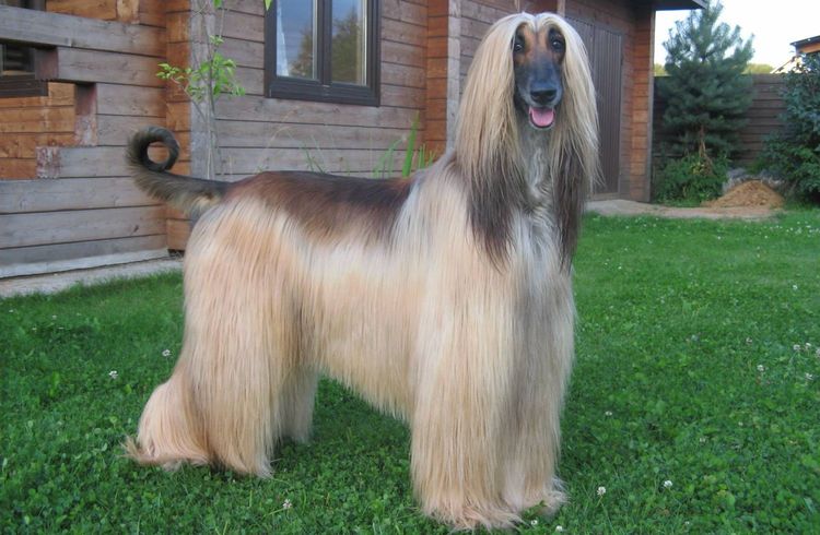 Perro de pelo largo