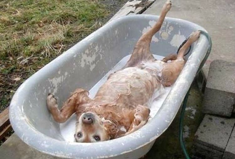 El perro se baña