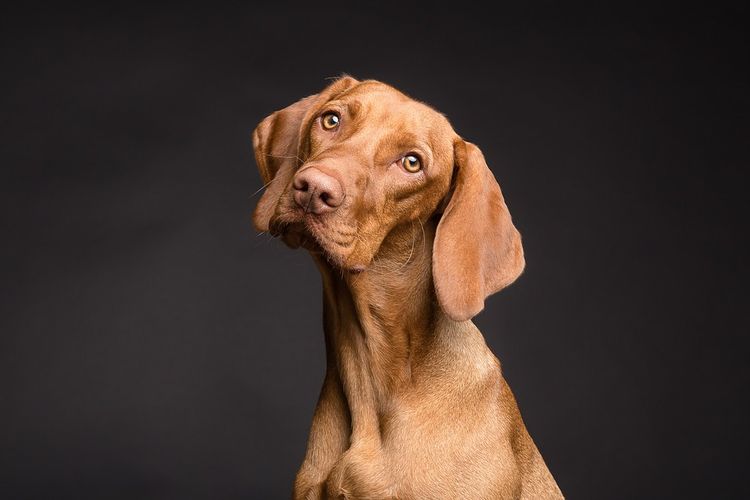 Perro beige