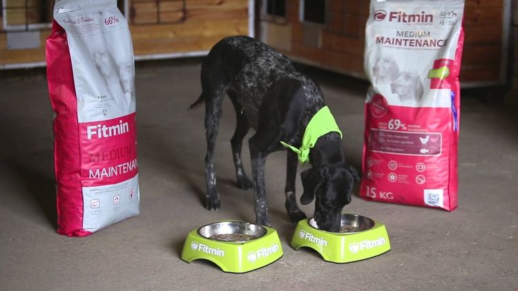 El perro come alimento Fitmin