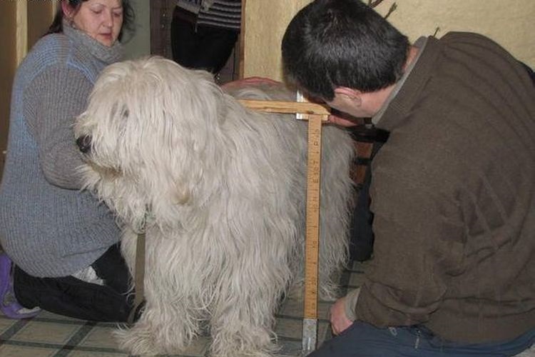 Medición de la altura del perro a la cruz