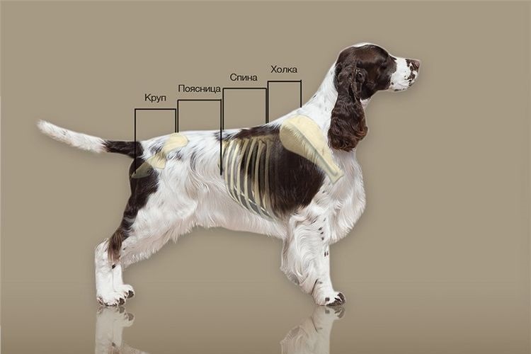 Parámetros del perro