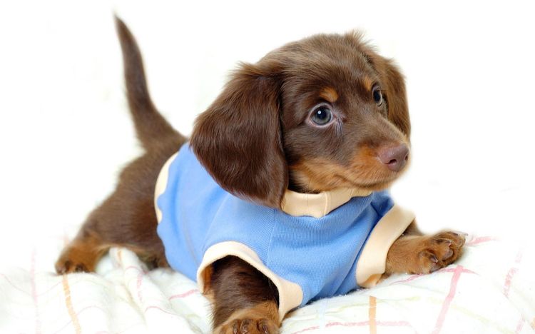 Cachorro con ropa