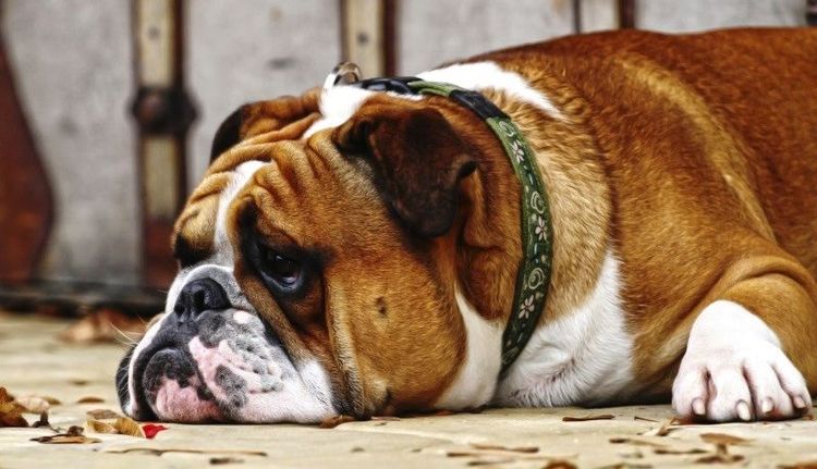 Perro letárgico