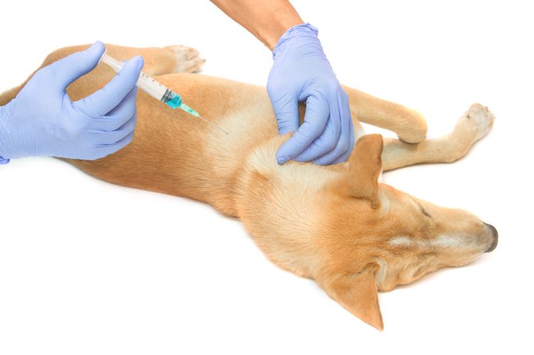 Inyección subcutánea a un perro