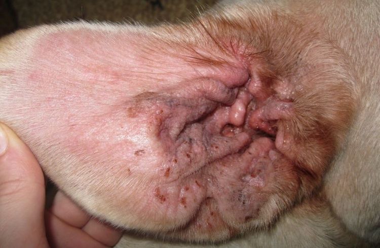 Otitis alérgica en el perro