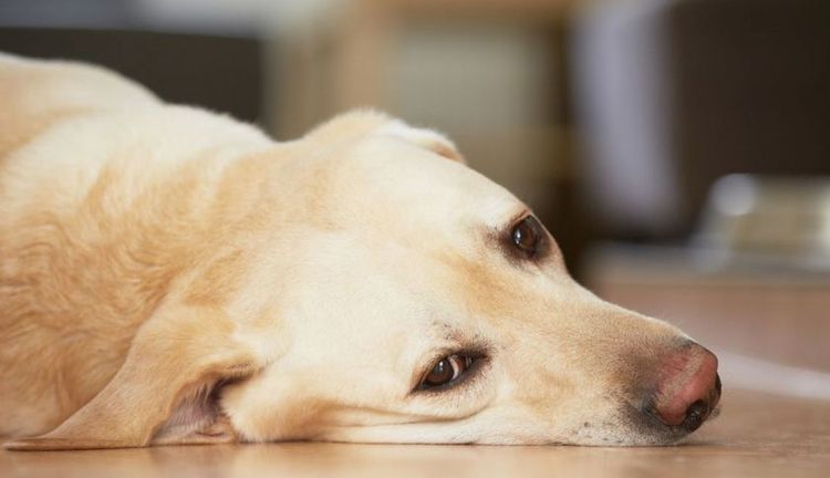 Perro triste