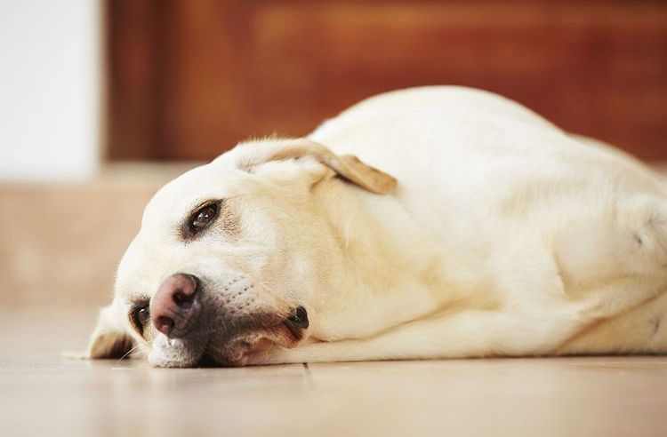 El labrador está enfermo