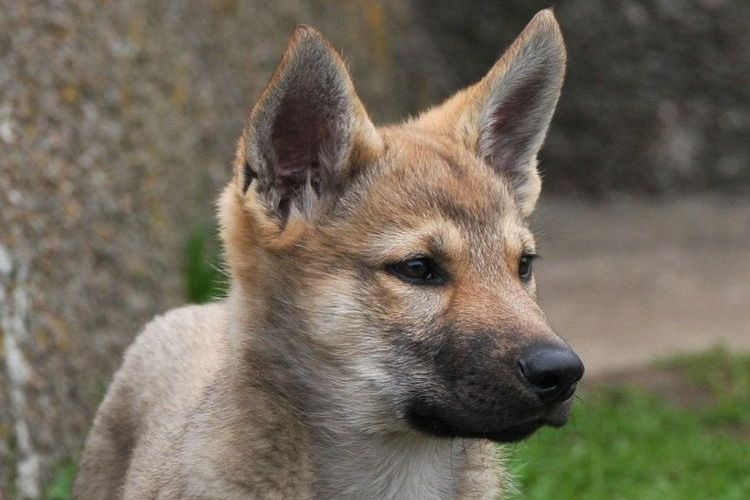 Cachorro de perro lobo