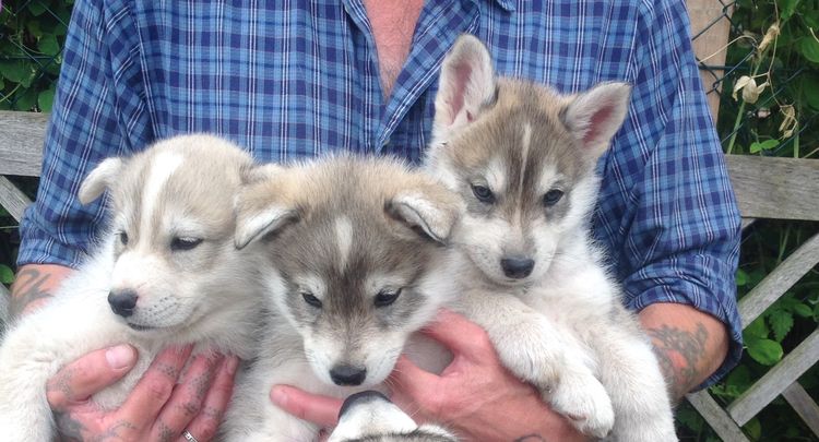 Híbrido de perro y lobo