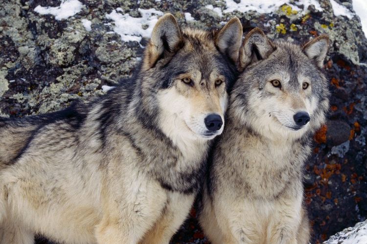 Pareja de perros lobo