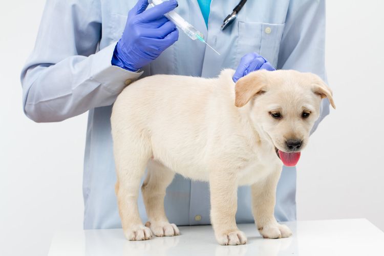 Al cachorro se le administra la vacuna