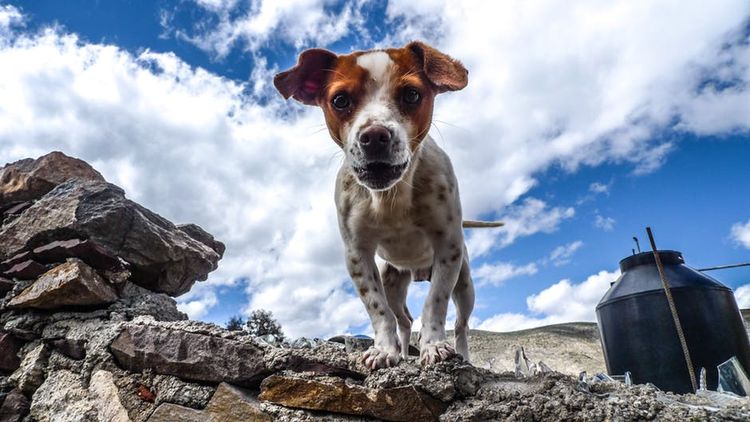 Perro manchado