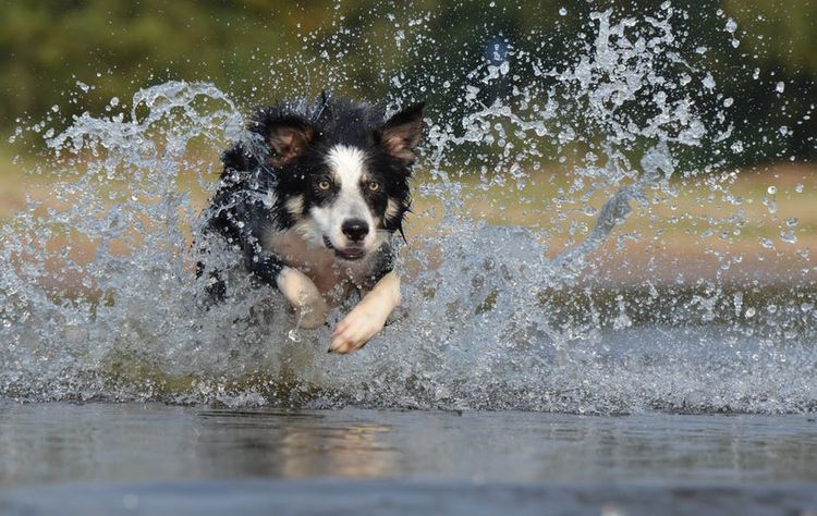 El perro corre en el agua
