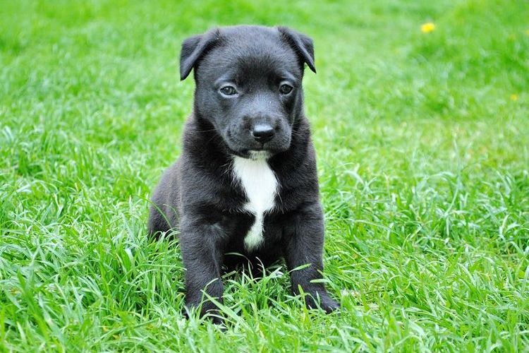 Cachorro negro con pecho blanco