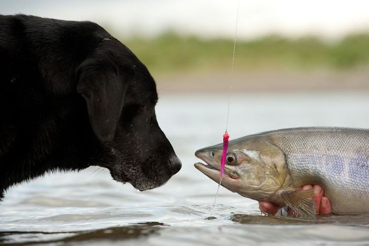 Un perro huele un pescado