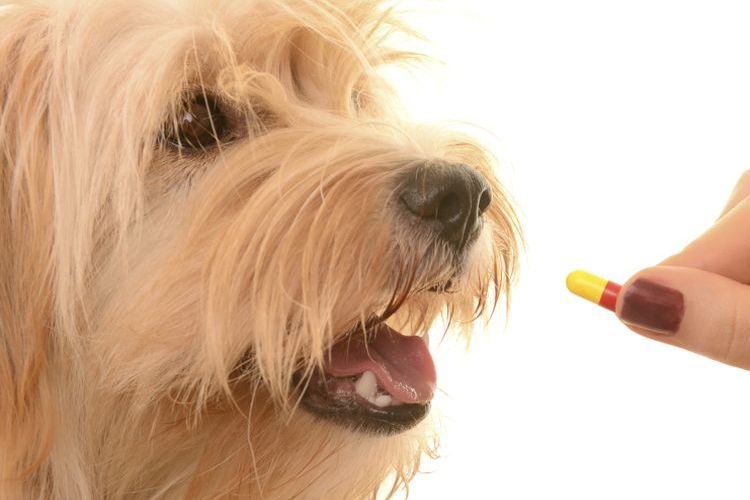 Se le administra la tableta al perro
