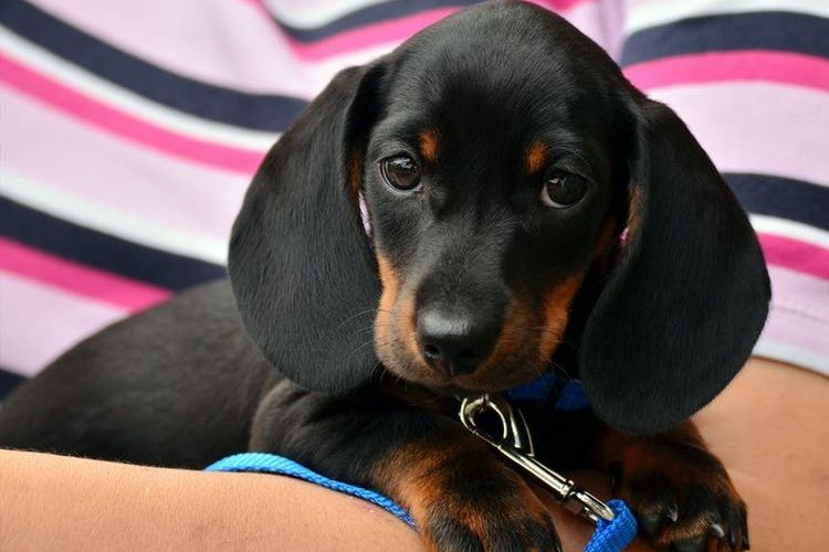 Cachorro de teckel en brazos de su dueña