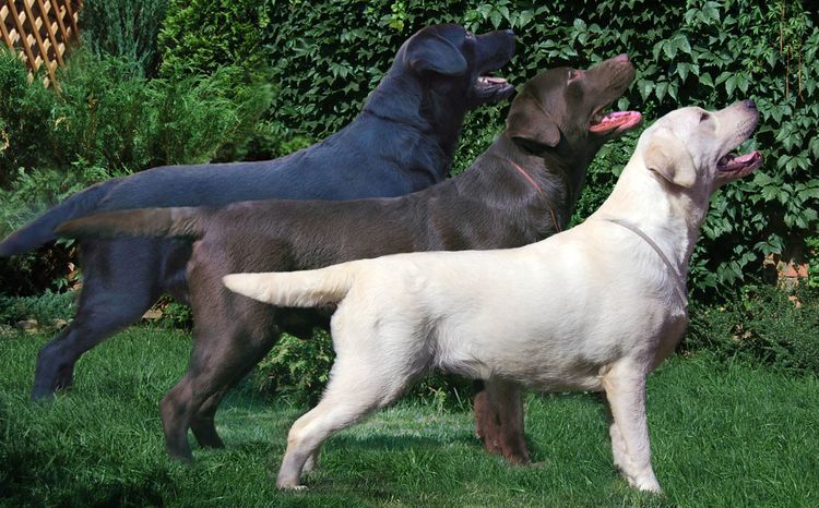 Labradores