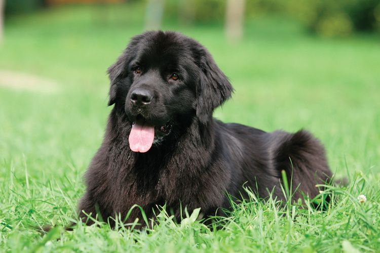 Cachorro grande