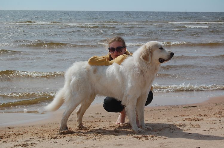 Perro alto