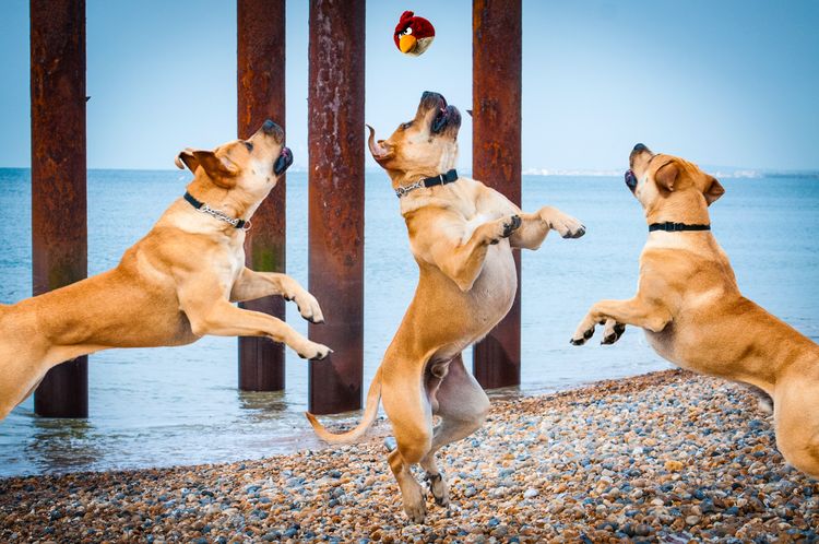 Perros sanos