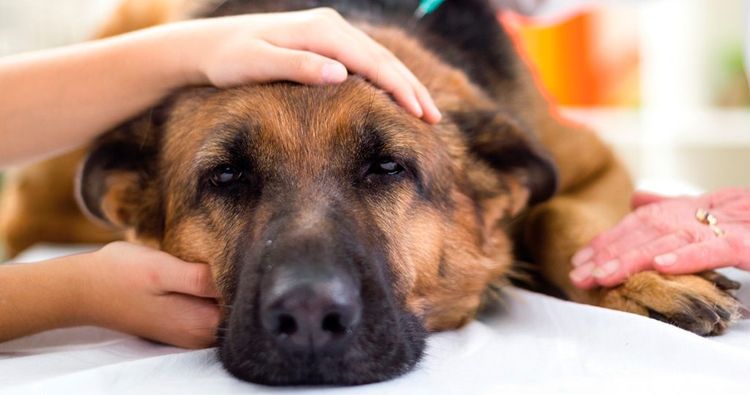 Anemia en perros