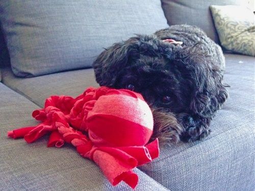 Juguete para perro: pulpo