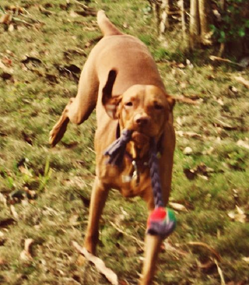 Juguete para perros de razas grandes