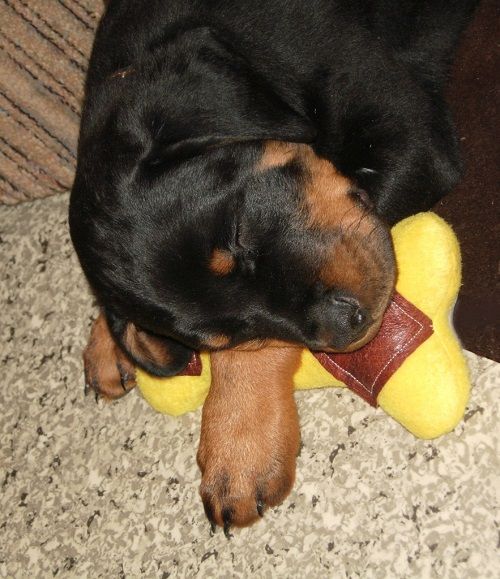 Hueso de fleece para cachorros