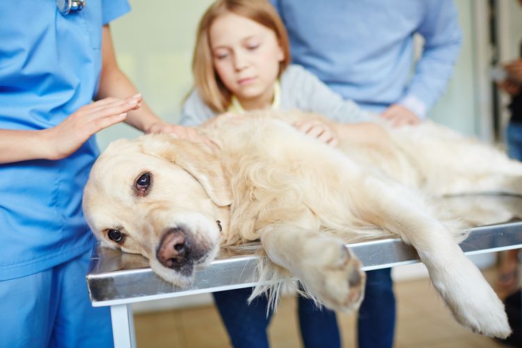 Labrador en la clínica veterinaria