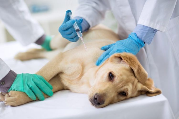 Labrador en la clínica veterinaria